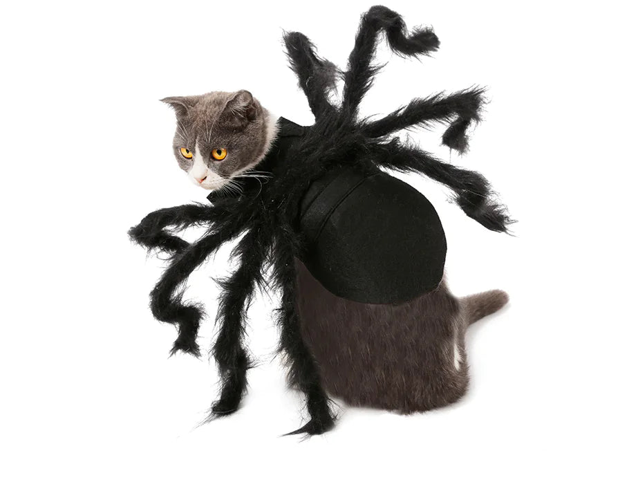 Cat Spider Transformation Costume for Pets