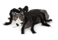 Cat Spider Transformation Costume for Pets