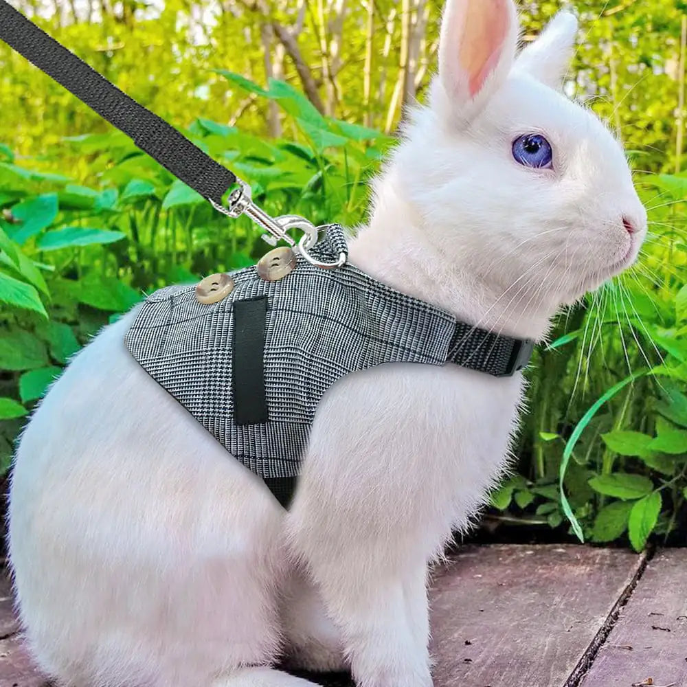 Rabbit Leash and Dress Combo for Pets