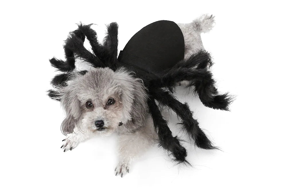 Cat Spider Transformation Costume for Pets