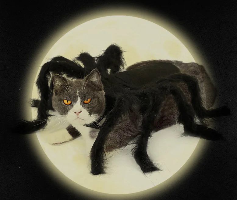 Cat Spider Transformation Costume for Pets